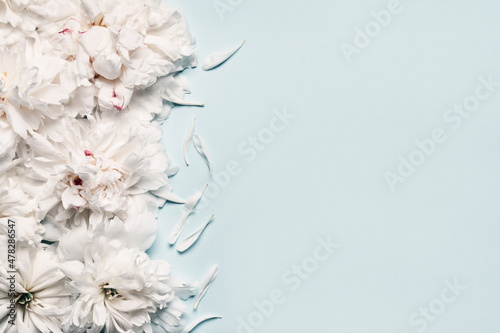 White peonies and petals on blue background. Beauty floral background. Festive flowers