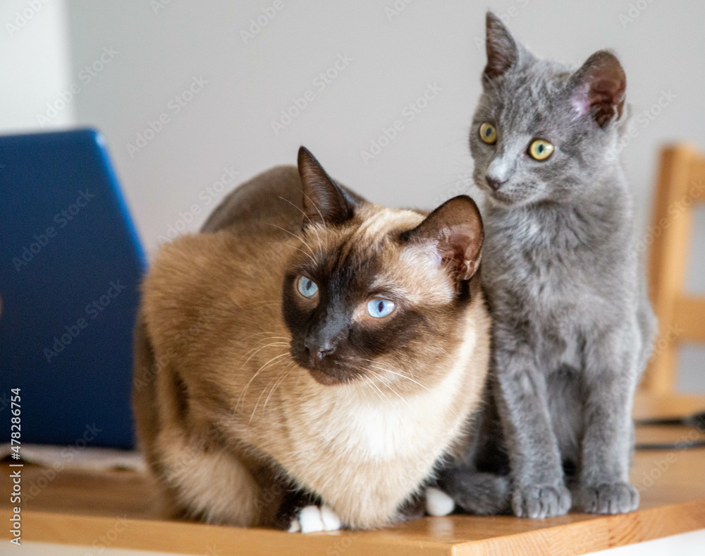 Gato siamés y gato azul ruso