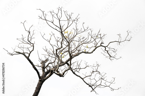 Black and white pictures, dead trees under the sky