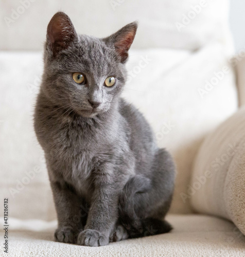 Gato azul ruso