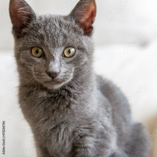 Gato azul ruso