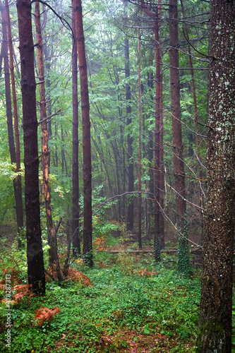 Fototapeta Naklejka Na Ścianę i Meble -  View inside of the foggy forest on the trees. Vertical view