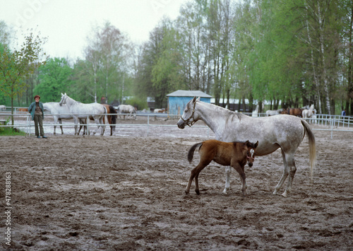 Horses in the Janow Podlaski Stud - May, 2010, Poland photo