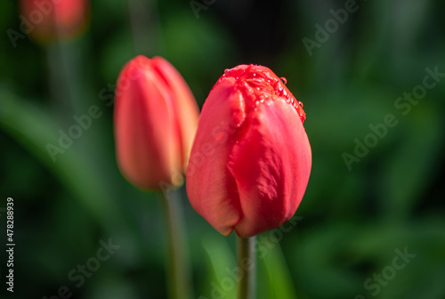 photo of a tulip with a strong bokeh effect and defocus, first spring flowers. red tulip bud