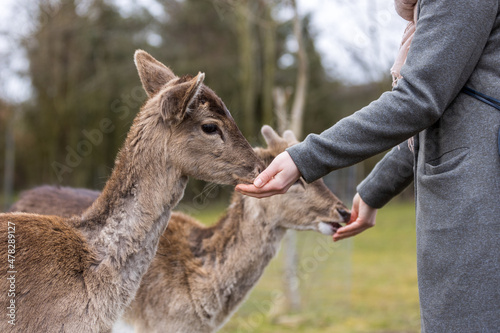 Deers being hand fed