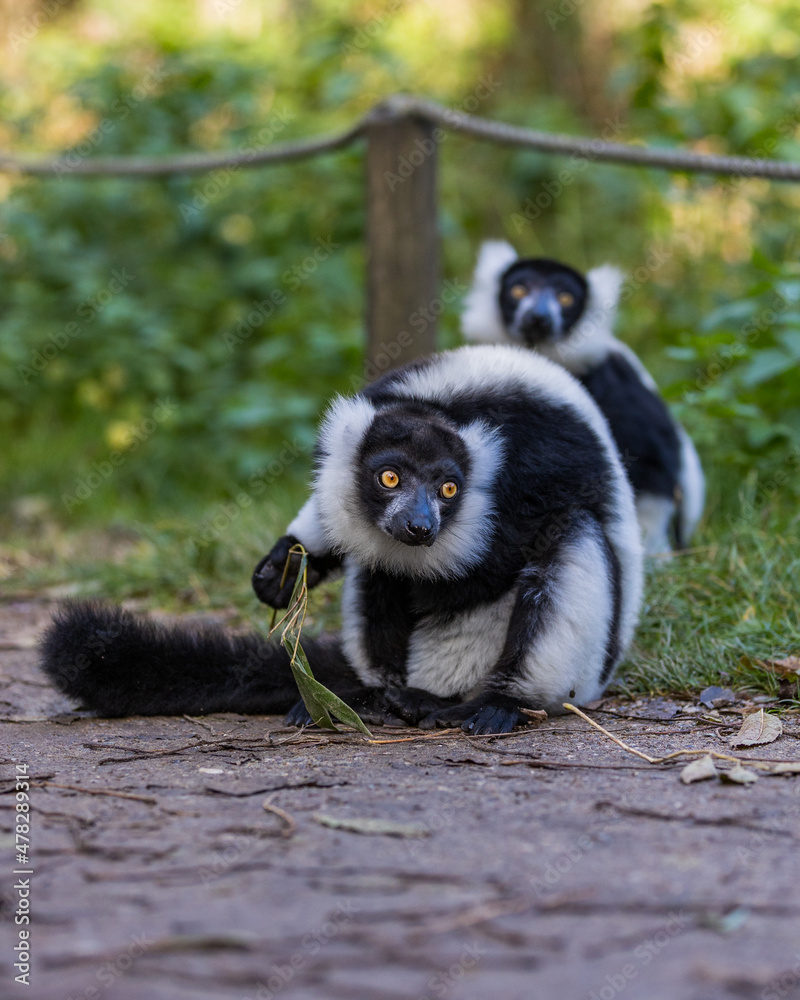 Obraz premium Black-and-white ruffed lemur