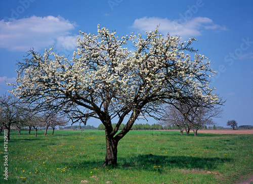 flowering apple tree in the orchard