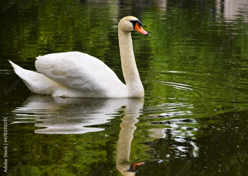 Fototapeta premium An adult white mute swan in a park lake in Germany.