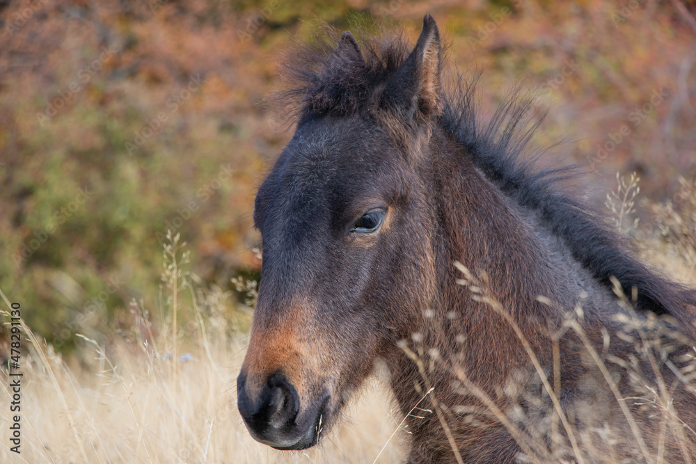 Fototapeta premium portrait of a horse