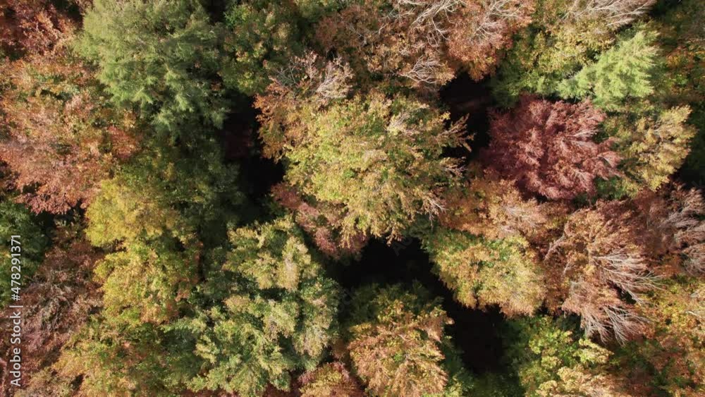 Top Down Birdseye View of Pine Wood, Treetops in a Beautiful Forest - Dolly Shot Top Down Birdseye View of Pine Wood, Treetops in a Beautiful Forest - Dolly Shot