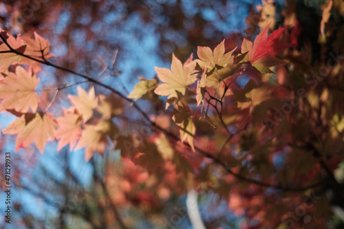 Nature of Japan