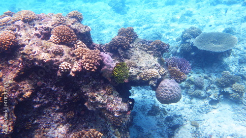 Koralle Unterwasser