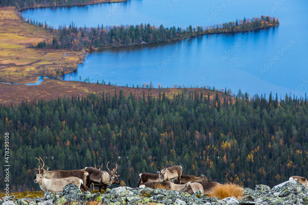 reindeers-in-yllas-pallastunturi-national-park-lapland-northern