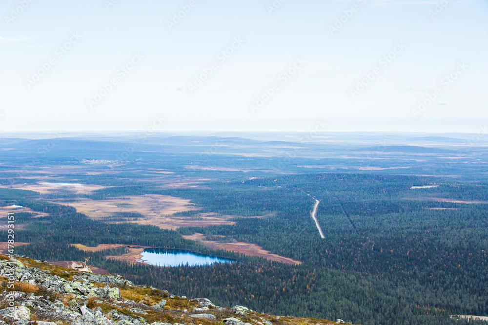 Reindeers in Yllas Pallastunturi National Park, Lapland, northern Finland Reindeers in Yllas Pallastunturi National Park, Lapland, northern Finland