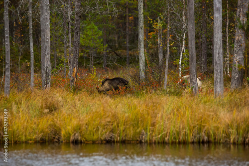 Brown bear in Kuusamo, Lapland, Finland