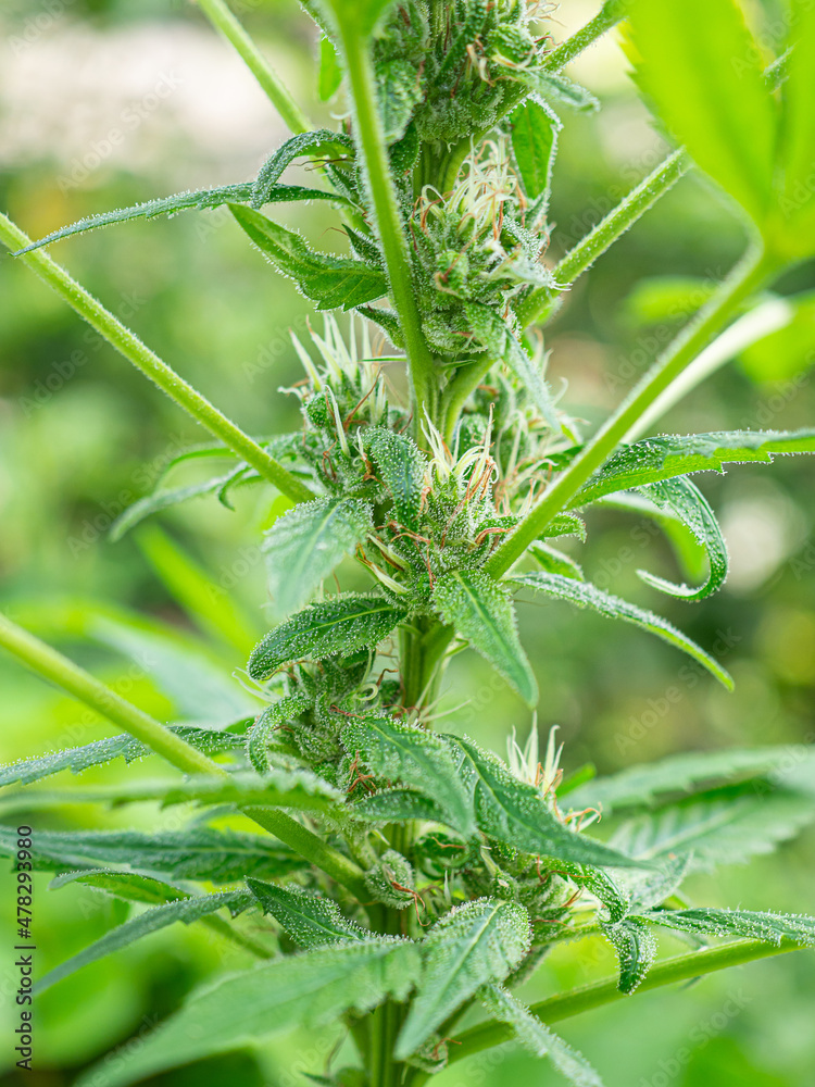 Close-up of a marijuana buds flower in outdoors farm Close-up of a marijuana buds flower in outdoors farm
