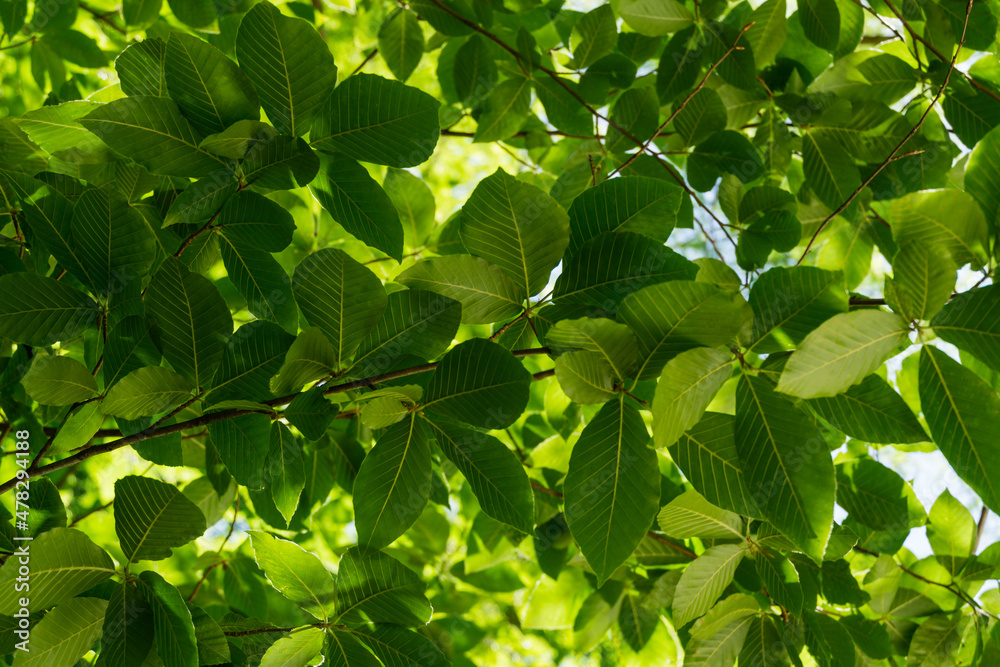 Close-up of green Oriental beech (Fagus orientalis) leaves on tree branches against sunlight. Spring Arboretum Park Southern Cultures in Sirius (Adler) Sochi. Selective focuse Close-up of green Oriental beech (Fagus orientalis) leaves on tree branches against sunlight. Spring Arboretum Park Southern Cultures in Sirius (Adler) Sochi. Selective focuse