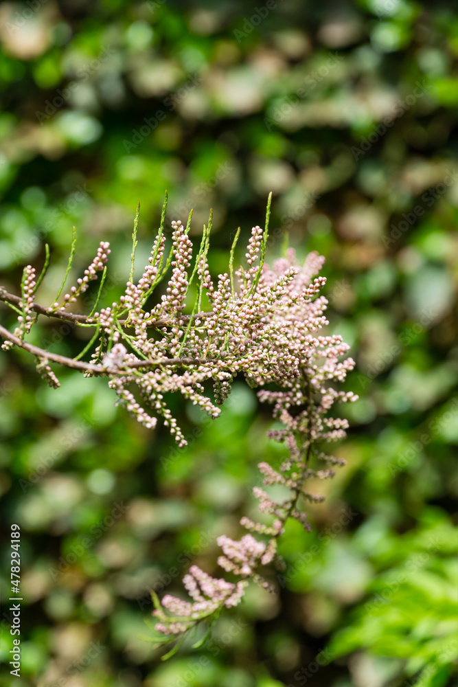 Blooming Tamarix tetrandra or Four Stamen Tamarisk twig with very fine pink flowers against blurred green. Perfect gentle concept for spring design background. Place for your text. Selective focus Blooming Tamarix tetrandra or Four Stamen Tamarisk twig with very fine pink flowers against blurred green. Perfect gentle concept for spring design background. Place for your text. Selective focus
