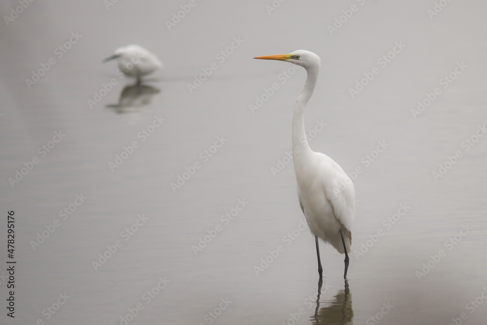 Airone bianco maggiore (Casmerodius albus) nel lago d'Inverno in primo piano Airone bianco maggiore (Casmerodius albus) nel lago d'Inverno in primo piano