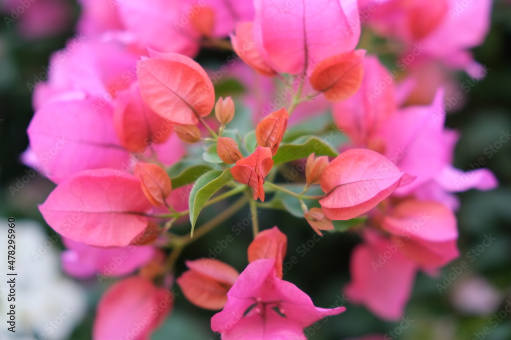 Fototapeta premium 花