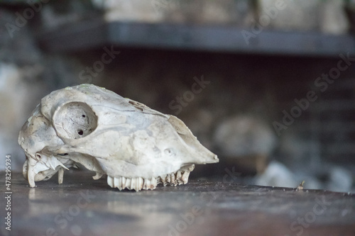 Crâne animal © Relief Drone