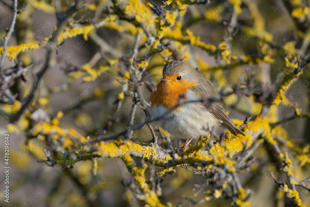 Fototapeta premium European robin - Erithacus rubecula on the branch