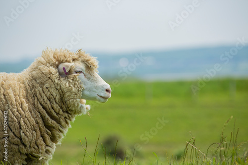 portrait of merino sheep looking over its pasture of summer green grass Devon uk England  photo