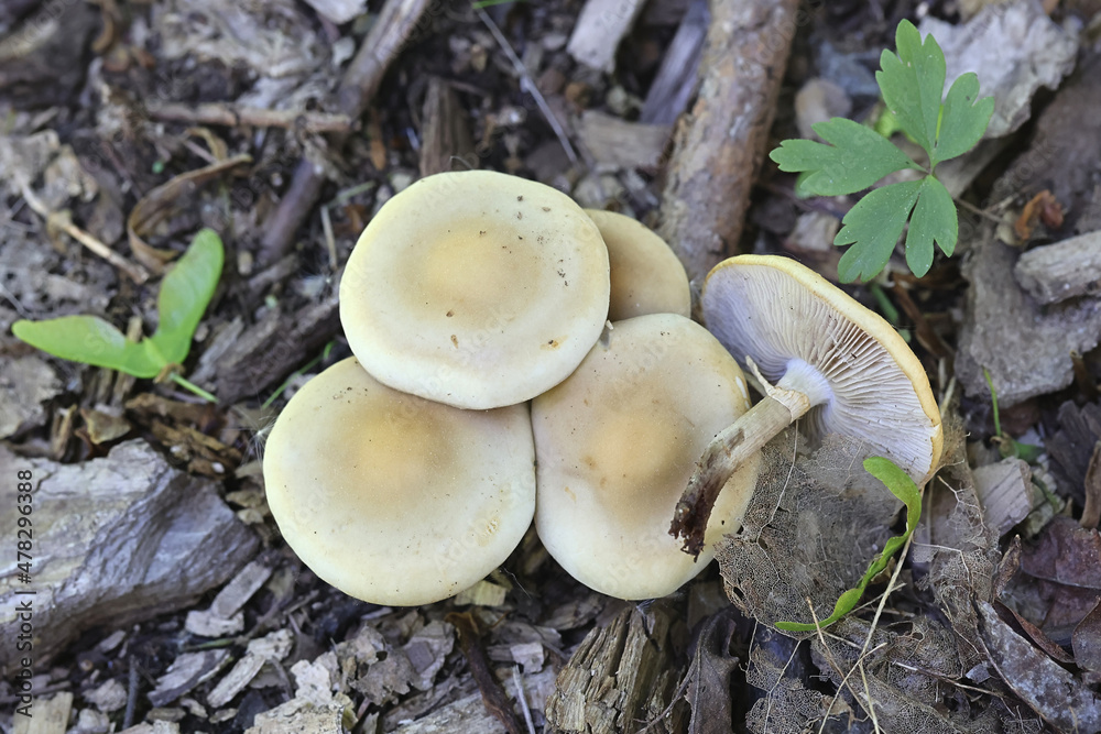Spring Fieldcap, wild mushroom from Finland, scientific name Agrocybe praecox Spring Fieldcap, wild mushroom from Finland, scientific name Agrocybe praecox