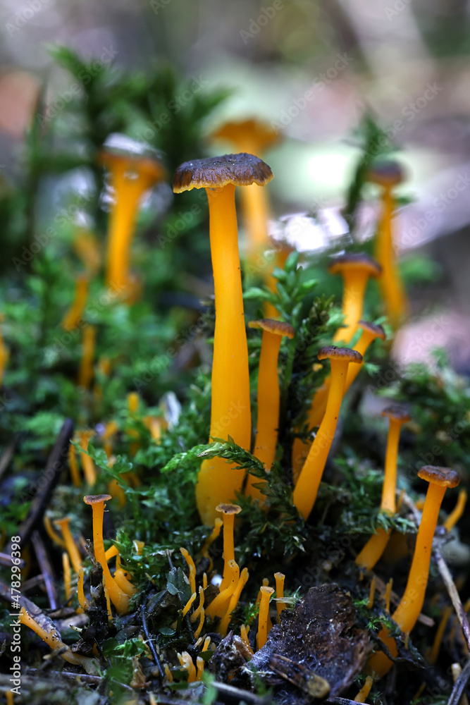 Yellow Foot, also called Golden Chanterelle, wild mushroom from Finland