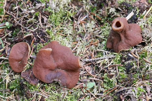 Pig's ears, wild fungus from Finland, scientific name Discina perlata photo