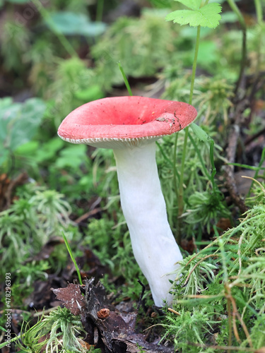 A red brittlegill mushroom from Finland with no common English name, scientific name Russula grisescens