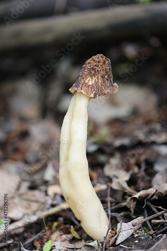 Early morel, also called early false morel or the wrinkled thimble-cap, wild edible mushroom from Finland, scientific name Verpa bohemica photo