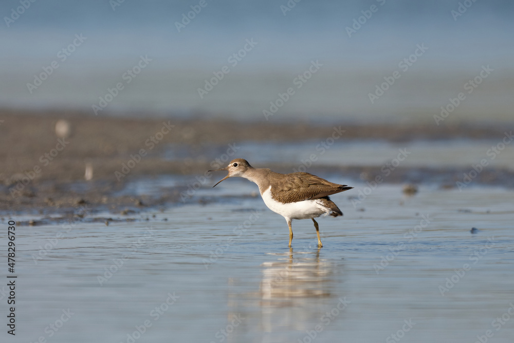 Common sandpiper - Actitis hypoleucos small shorebird Common sandpiper - Actitis hypoleucos small shorebird