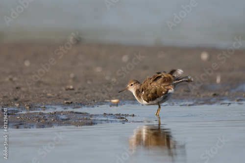 Common sandpiper - Actitis hypoleucos small shorebird