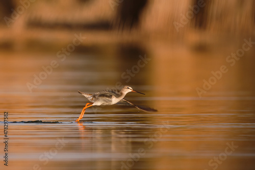 Spotted redshank - Tringa erythropus shorebird
