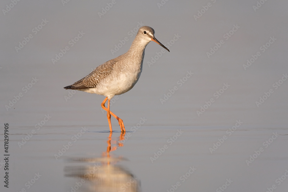 Spotted redshank - Tringa erythropus shorebird Spotted redshank - Tringa erythropus shorebird