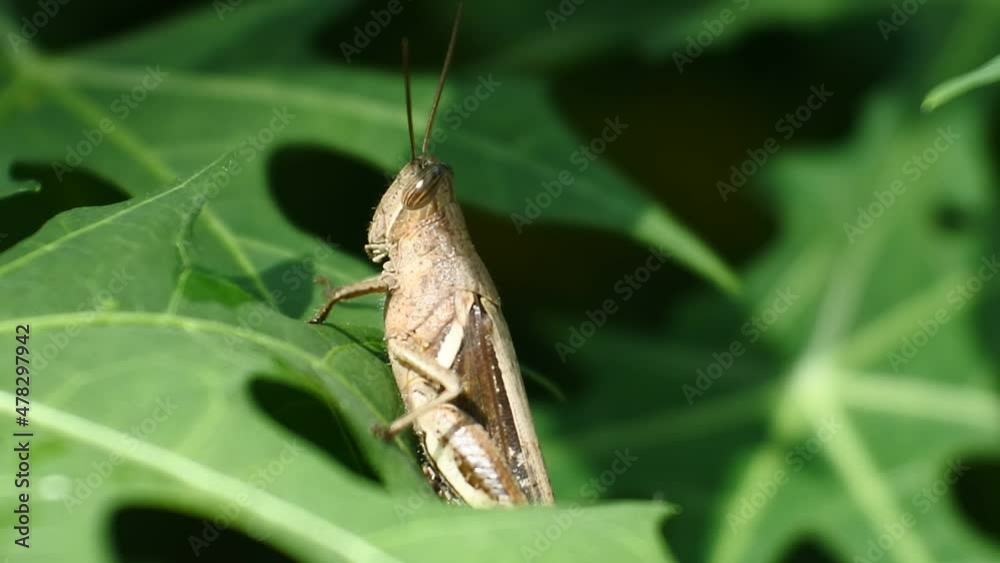 macro of a grasshopper on a leaf. Natural background and close up portrait of grasshopper macro of a grasshopper on a leaf. Natural background and close up portrait of grasshopper