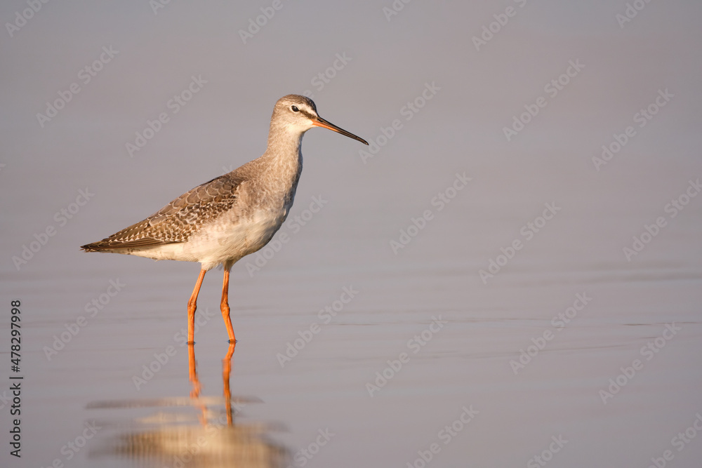 Spotted redshank - Tringa erythropus shorebird Spotted redshank - Tringa erythropus shorebird
