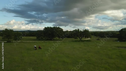 Drone over longhorns grazing in a Texas field. photo