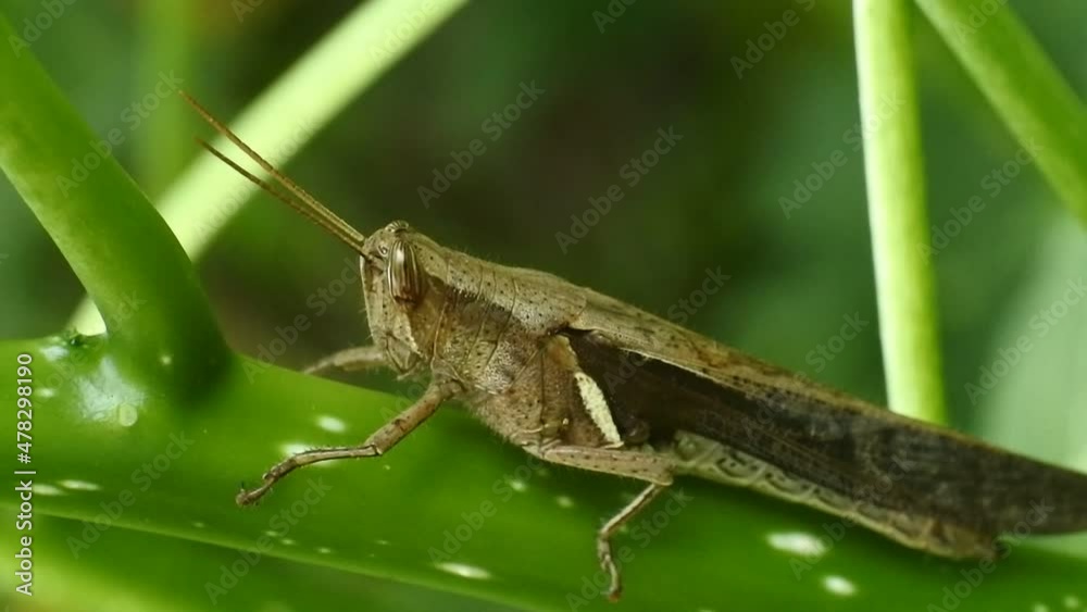 macro clips of a grasshopper on a leaf. Natural background and close up portrait of grasshopper macro clips of a grasshopper on a leaf. Natural background and close up portrait of grasshopper