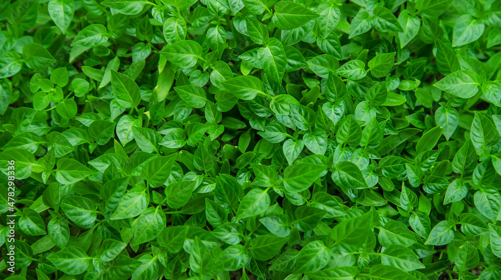 Pepper seedlings grow in spring. Selective focus. Pepper seedlings grow in spring. Selective focus.