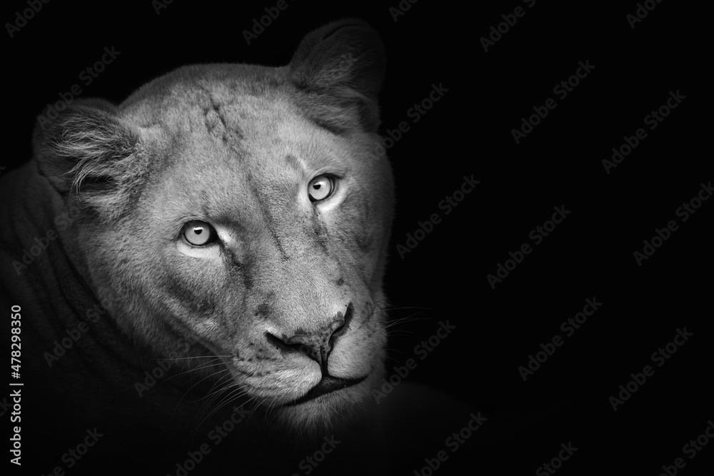 Portrait lioness (Panthera leo krugeri) isolated on black background and copy space