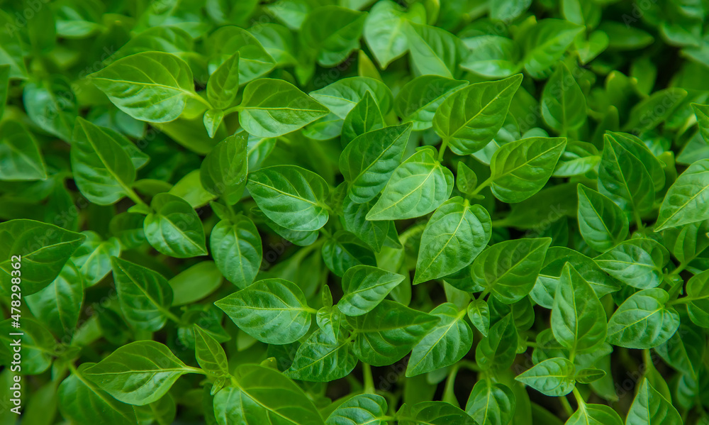 Pepper seedlings grow in spring. Selective focus. Pepper seedlings grow in spring. Selective focus.