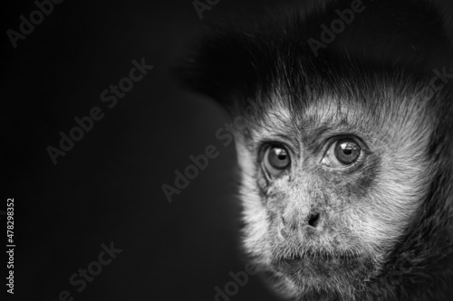 Closeup of tufted capuchin monkey (Sapajus apella) isolated on black background and copy space photo