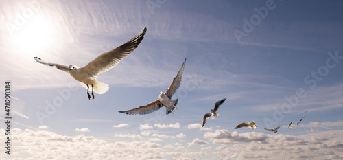 Fényképezés Birds flying in the sky in formation.