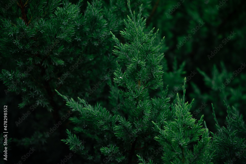 Raindrops on the needles of a coniferous tree on a cloudy day without sun Raindrops on the needles of a coniferous tree on a cloudy day without sun
