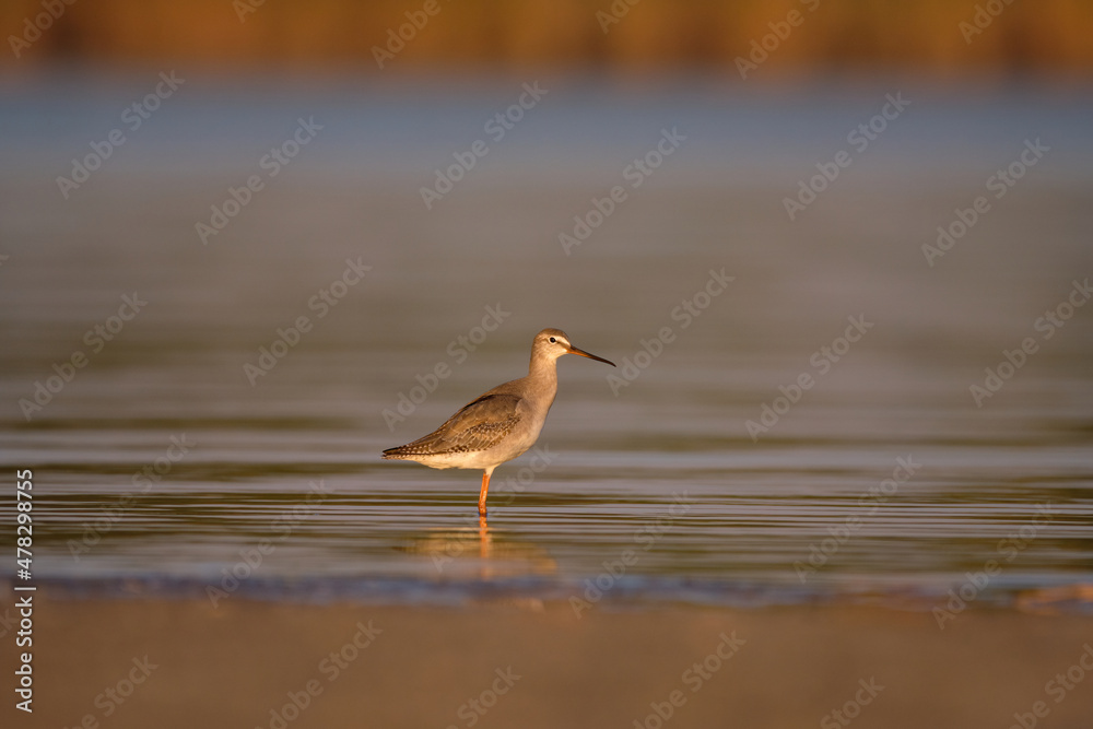 Spotted redshank - Tringa erythropus shorebird Spotted redshank - Tringa erythropus shorebird