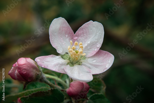 Fototapeta Naklejka Na Ścianę i Meble -  Raindrops on a delicate peach petal