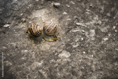 Dance of two snails after the rain