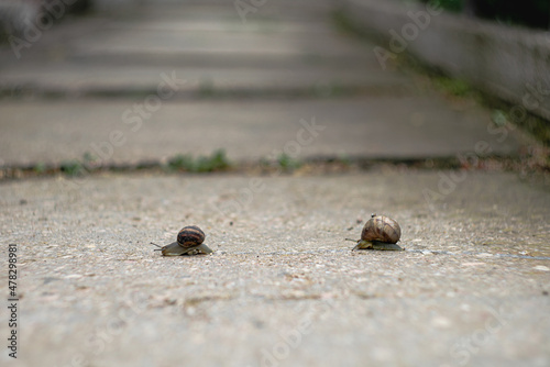 two snails staged a sports race